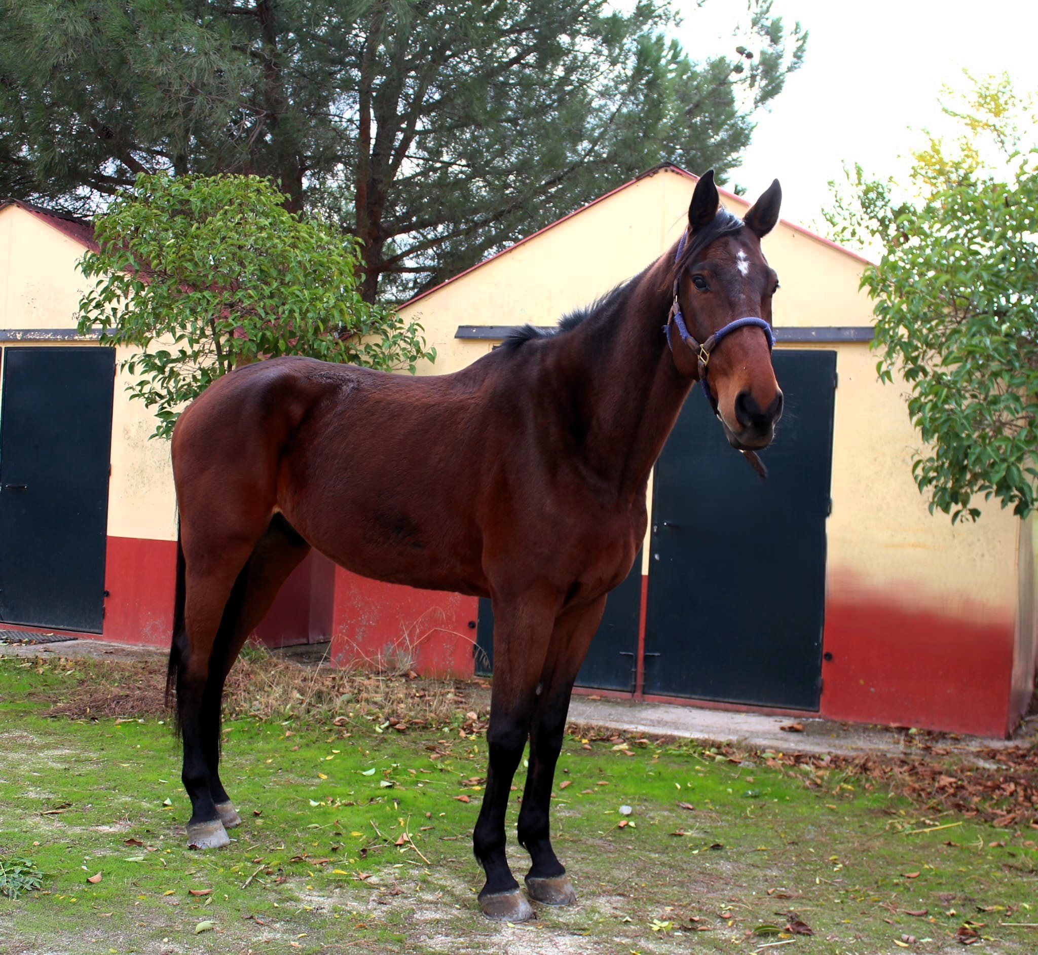 horse